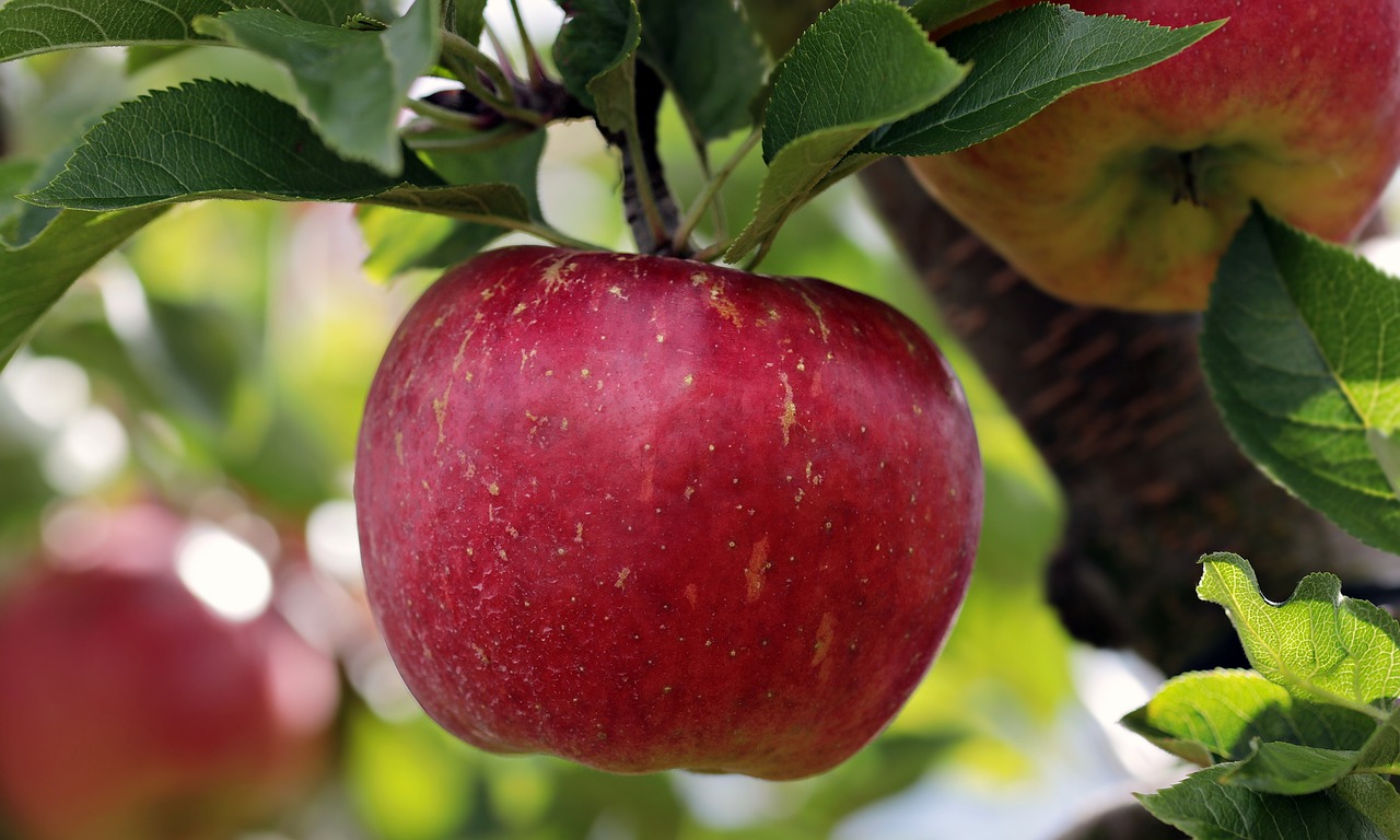 Red apple hanging in tree